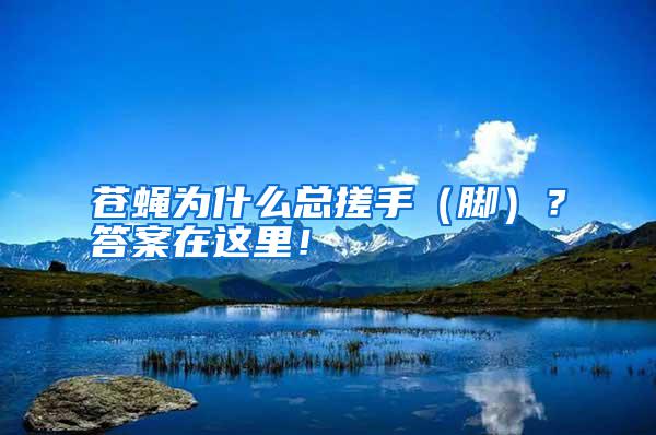 蒼蠅為什么總搓手(腳)?答案在這里!