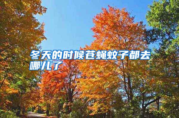 冬天的時候蒼蠅蚊子都去哪兒了