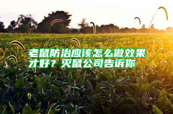 老鼠防治應該怎么做效果才好？滅鼠公司告訴你
