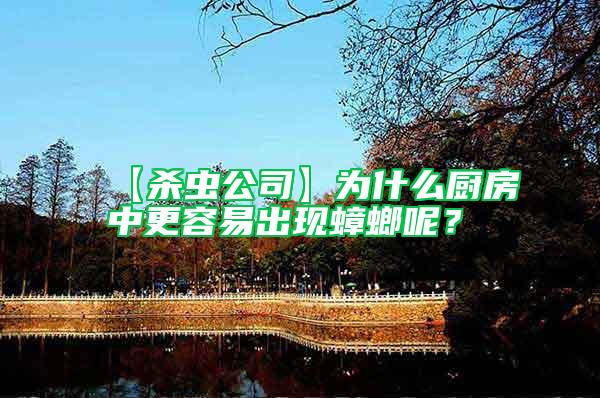 【殺蟲公司】為什么廚房中更容易出現蟑螂呢?