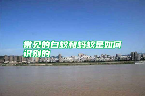 常見的白蟻和螞蟻是如何識(shí)別的