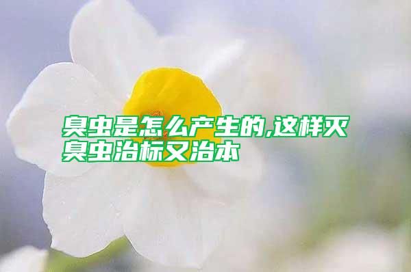 臭蟲是怎么產(chǎn)生的,這樣滅臭蟲治標又治本
