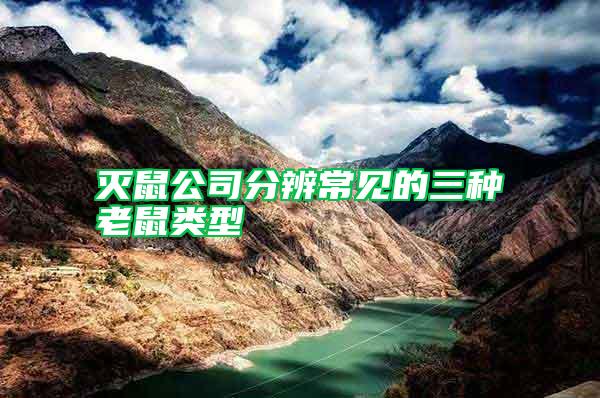 滅鼠公司分辨常見的三種老鼠類型