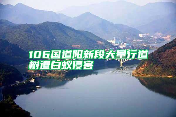 106國(guó)道陽(yáng)新段大量行道樹遭白蟻侵害