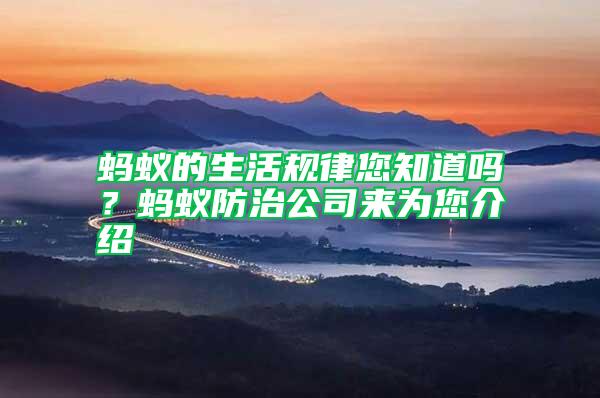 螞蟻的生活規(guī)律您知道嗎？螞蟻防治公司來為您介紹