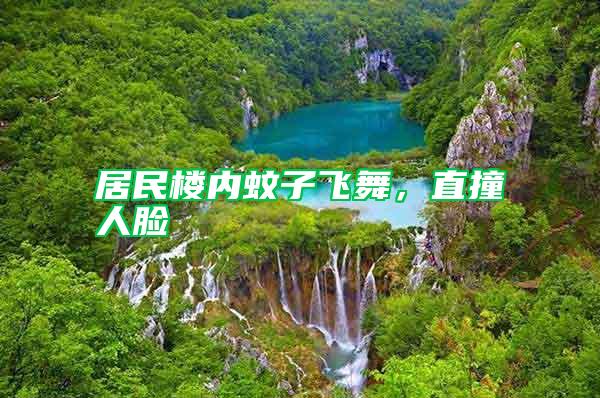 居民樓內蚊子飛舞,直撞人臉