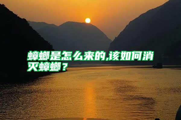 蟑螂是怎么來的,該如何消滅蟑螂？