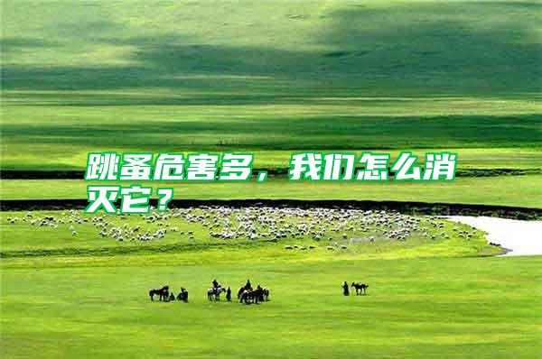 跳蚤危害多，我們怎么消滅它？