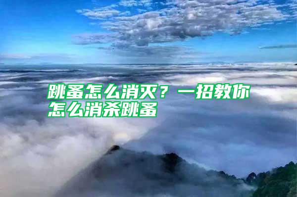 跳蚤怎么消滅？一招教你怎么消殺跳蚤