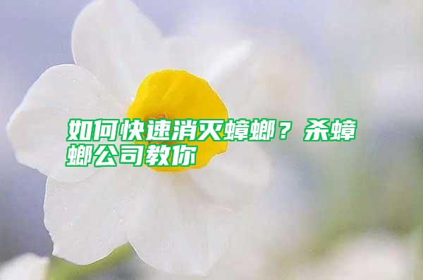 如何快速消滅蟑螂?殺蟑螂公司教你