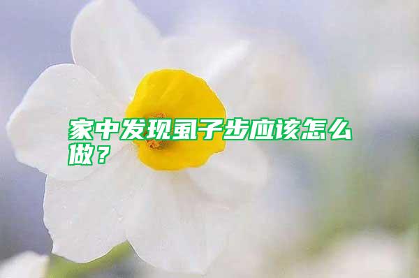 家中發(fā)現(xiàn)虱子步應該怎么做?
