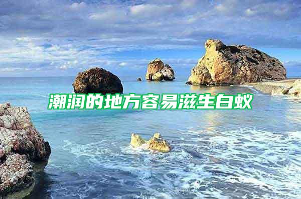 潮潤的地方容易滋生白蟻