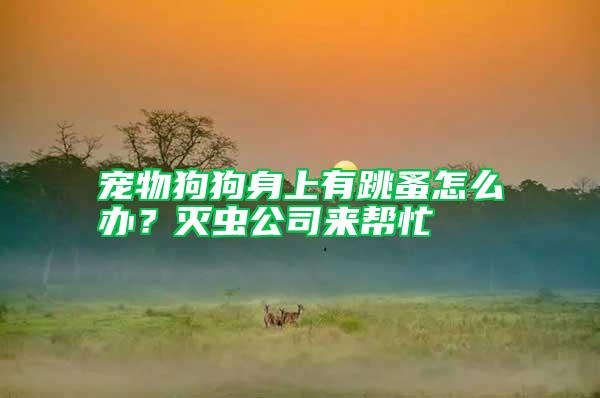 寵物狗狗身上有跳蚤怎么辦？滅蟲公司來幫忙