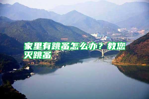 家里有跳蚤怎么辦？教您滅跳蚤