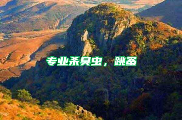 專業(yè)殺臭蟲，跳蚤