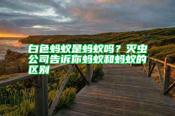 白色螞蟻是螞蟻嗎?滅蟲公司告訴你螞蟻和螞蟻的區別