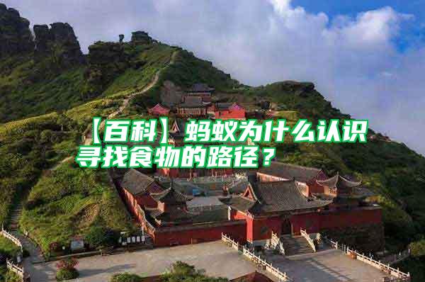 【百科】螞蟻為什么認識尋找食物的路徑？