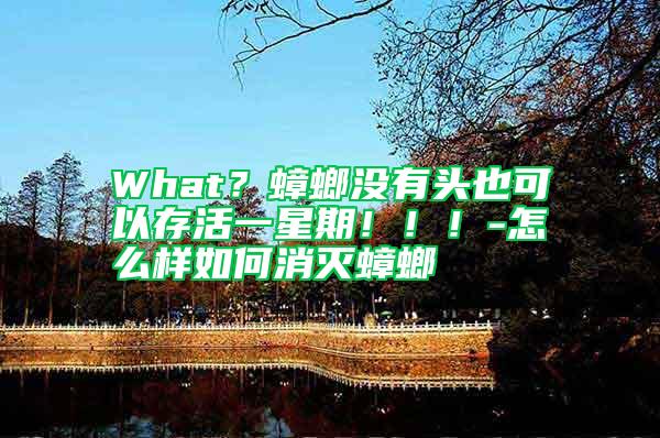 What?蟑螂沒有頭也可以存活一星期!!!-怎么樣如何消滅蟑螂
