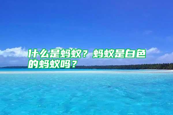 什么是螞蟻?螞蟻是白色的螞蟻嗎?