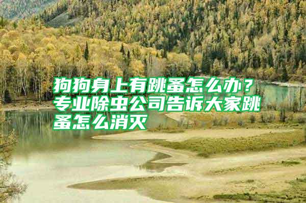 狗狗身上有跳蚤怎么辦？專業(yè)除蟲公司告訴大家跳蚤怎么消滅