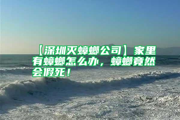 【深圳滅蟑螂公司】家里有蟑螂怎么辦，蟑螂竟然會假死！