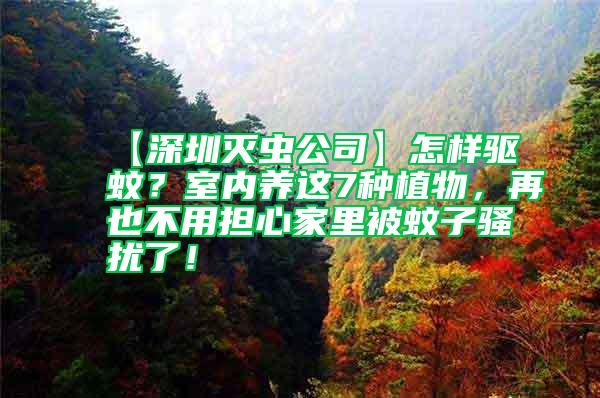 【深圳滅蟲公司】怎樣驅蚊？室內養這7種植物，再也不用擔心家里被蚊子騷擾了！