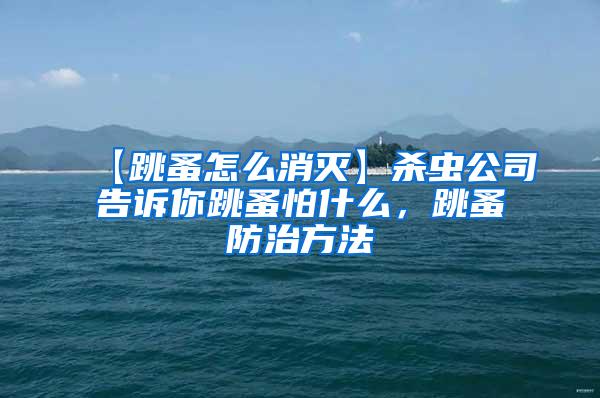 【跳蚤怎么消滅】殺蟲公司告訴你跳蚤怕什么，跳蚤防治方法