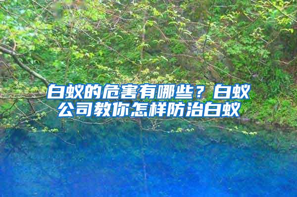 白蟻的危害有哪些？白蟻公司教你怎樣防治白蟻