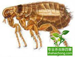 【消殺公司】四害是哪四害？教你怎么更好除四害