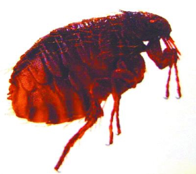 除四害公司：四害主要危害有哪些？