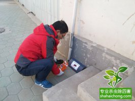 老鼠怎么殺？滅鼠公司有辦法