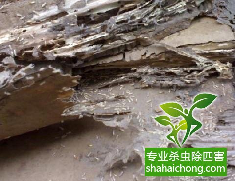 防治白蟻,白蟻防治方法 白蟻怎么治,白蟻防治方法