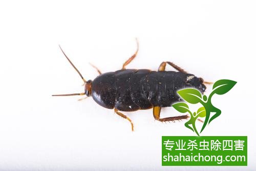 除蟑螂滅蟑螂的方法 如何消滅蟑螂,怎么樣滅除蟑螂