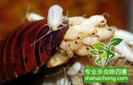 深圳滅蟑螂除四害公司專業滅蟑螂、徹底滅絕-怎么樣滅除蟑螂的方法