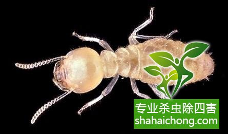 防治白蟻,白蟻防治方法 白蟻怎么治,怎么防治白蟻方法