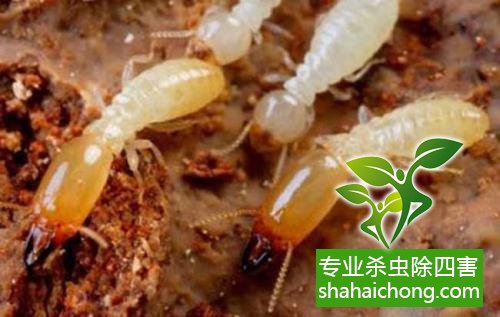 白蟻怎么治,怎么防治白蟻方法