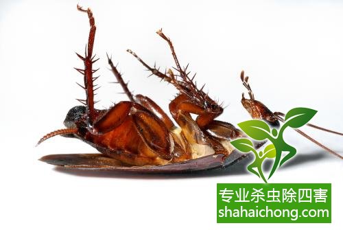 家里有蟑螂怎么辦,蟑螂怎么消滅 殺蟑螂公司怎么樣滅蟑螂