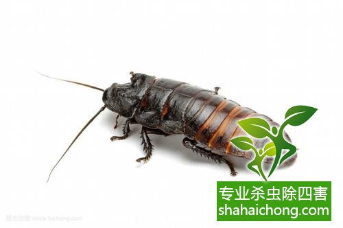 家里有蟑螂怎么辦,蟑螂怎么消滅 殺蟑螂公司怎么樣滅蟑螂